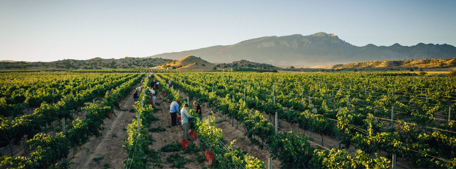 2024 Harvest Wine & Music Festival in Las Cruces Archives Viva Vino
